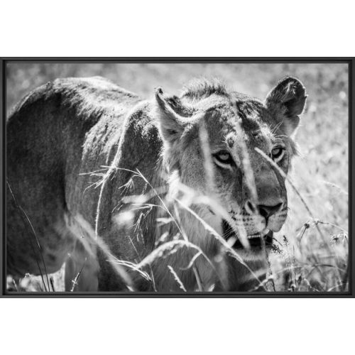 KUNSTFOTOGRAFIE VON PEUGEOT X YELLOWKORNER „ HUNTING YOUNG LION “